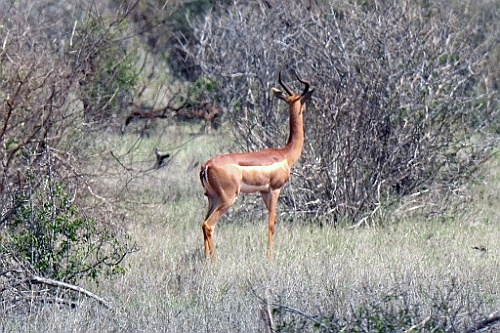 Kenia (455)